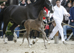 ustinov_foal_at_the_2009_stallion_show_at_the_wiemselbach.jpg