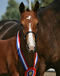 cegrid_lesprit_x_vasco_champion_foal